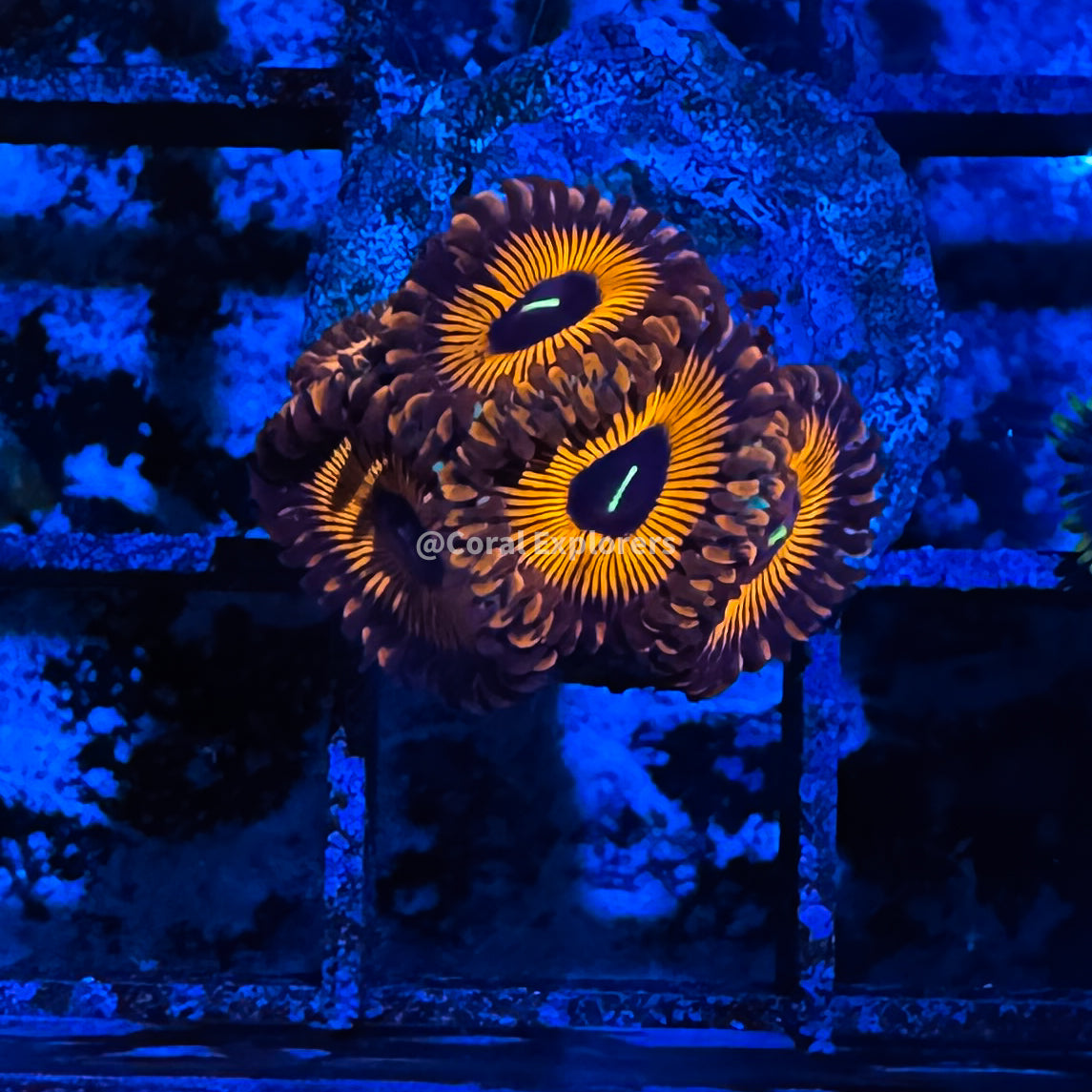 CE- WYSIWYG Red People Eater Zoa Zoanthid Frag Live Coral LPS SPS #R1GE16