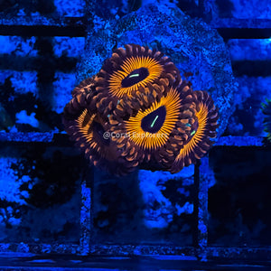 CE- WYSIWYG Red People Eater Zoa Zoanthid Frag Live Coral LPS SPS #R1GE16