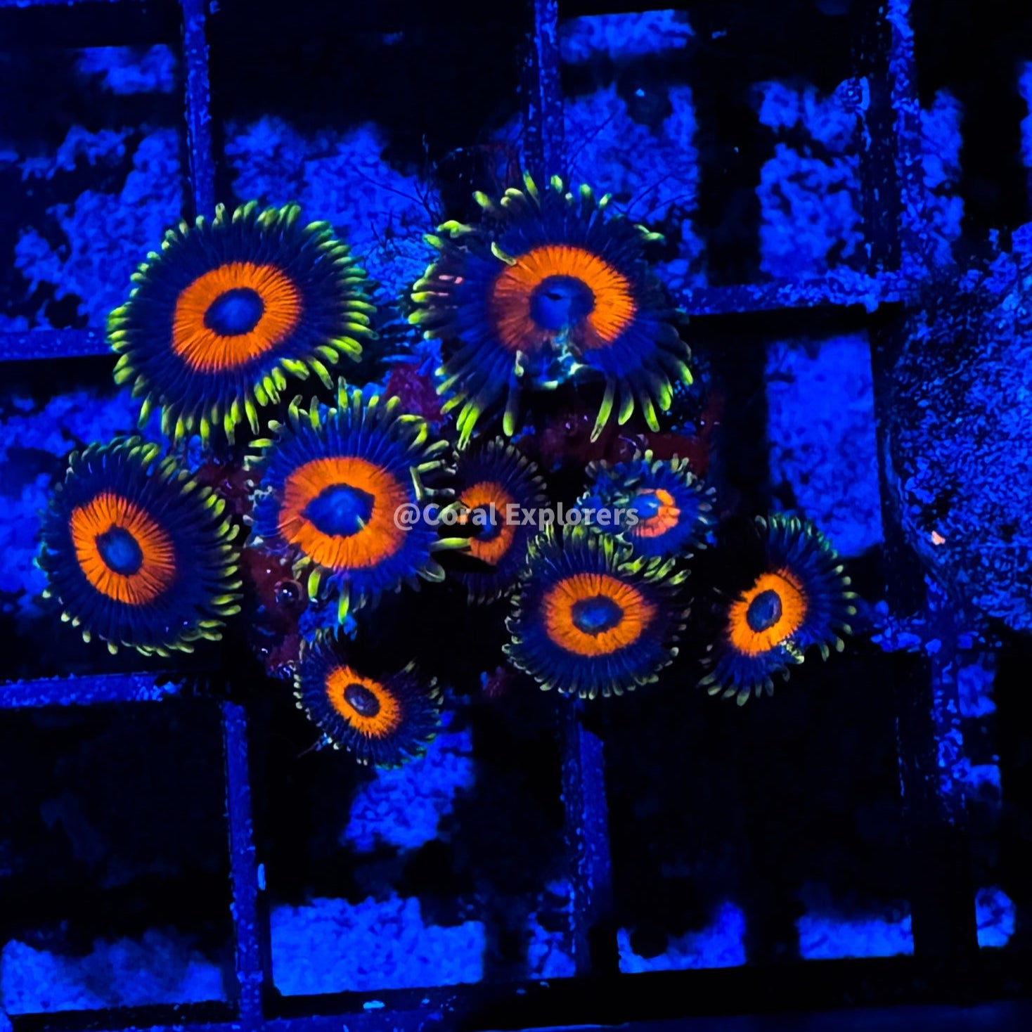 CE- WYSIWYG Whammin Watermelon Zoanthid Frag Live Coral LPS SPS #R1GE16