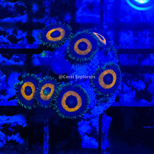 CE- WYSIWYG Eagle Eye Zoa Zoanthid Frag Live Coral LPS SPS #R1GE17