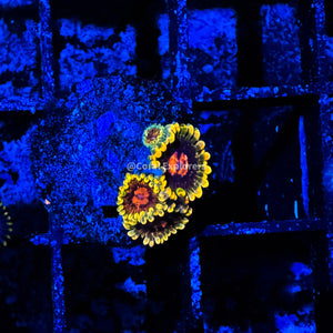 CE- WYSIWYG Mind Tricks Zoanthid Frag Live Coral LPS SPS #R1GE17