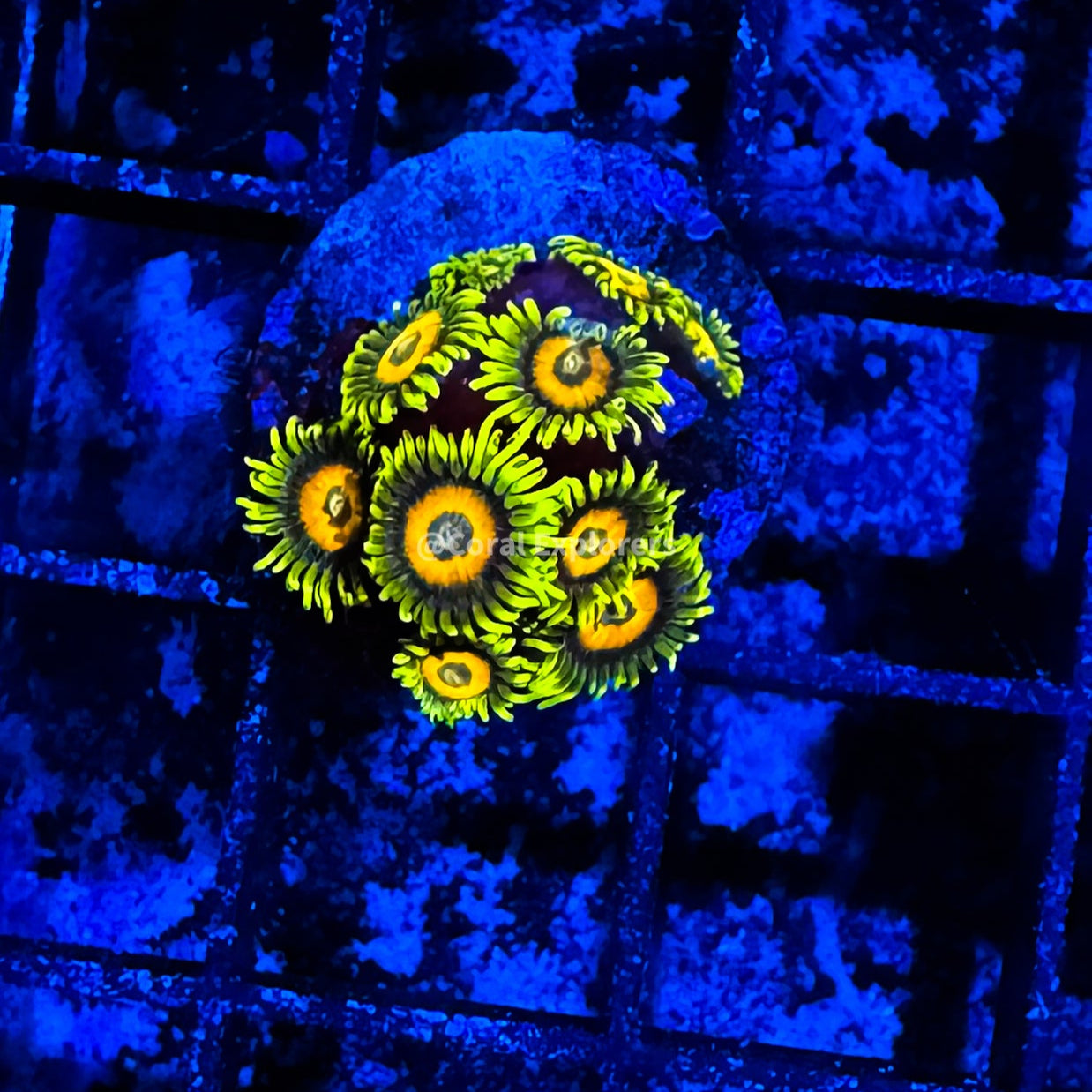 CE- WYSIWYG Super Saiyan Zoanthid Frag Live Coral LPS SPS #R1GE18