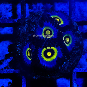 CE- WYSIWYG Wolverine Zoa Zoanthid Frag Live Coral LPS SPS #R1GE18