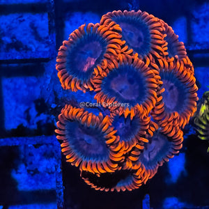 CE- WYSIWYG Campfire Zoa Zoanthid Frag Live Coral LPS SPS #R1GE2