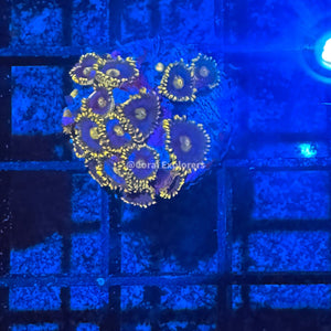 CE- WYSIWYG Frozen Hornet Zoa Zoanthid Frag Live Coral LPS SPS #R1GE3