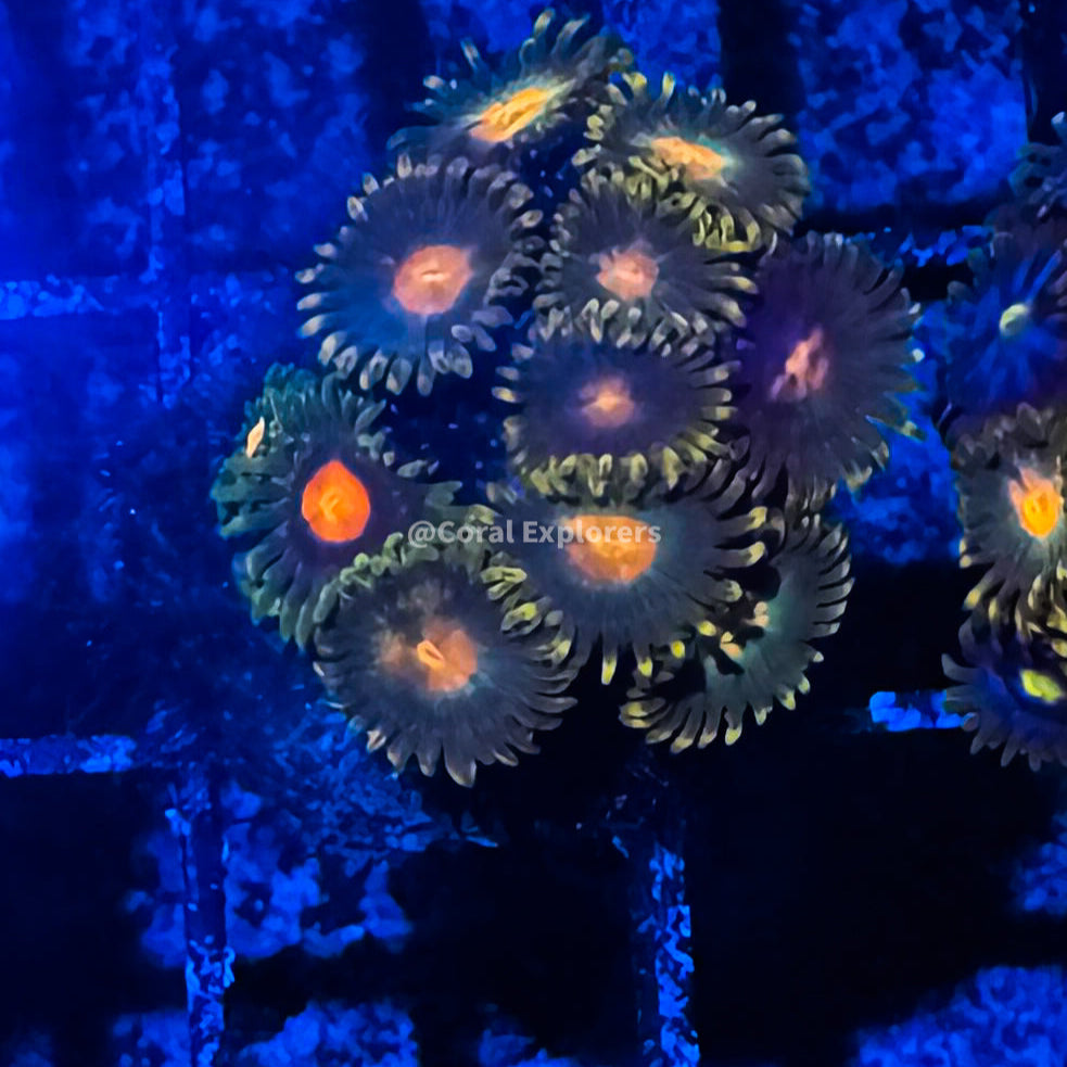 CE- WYSIWYG Mix Combo Zoa Zoanthid Frag Live Coral LPS SPS #R1GE4