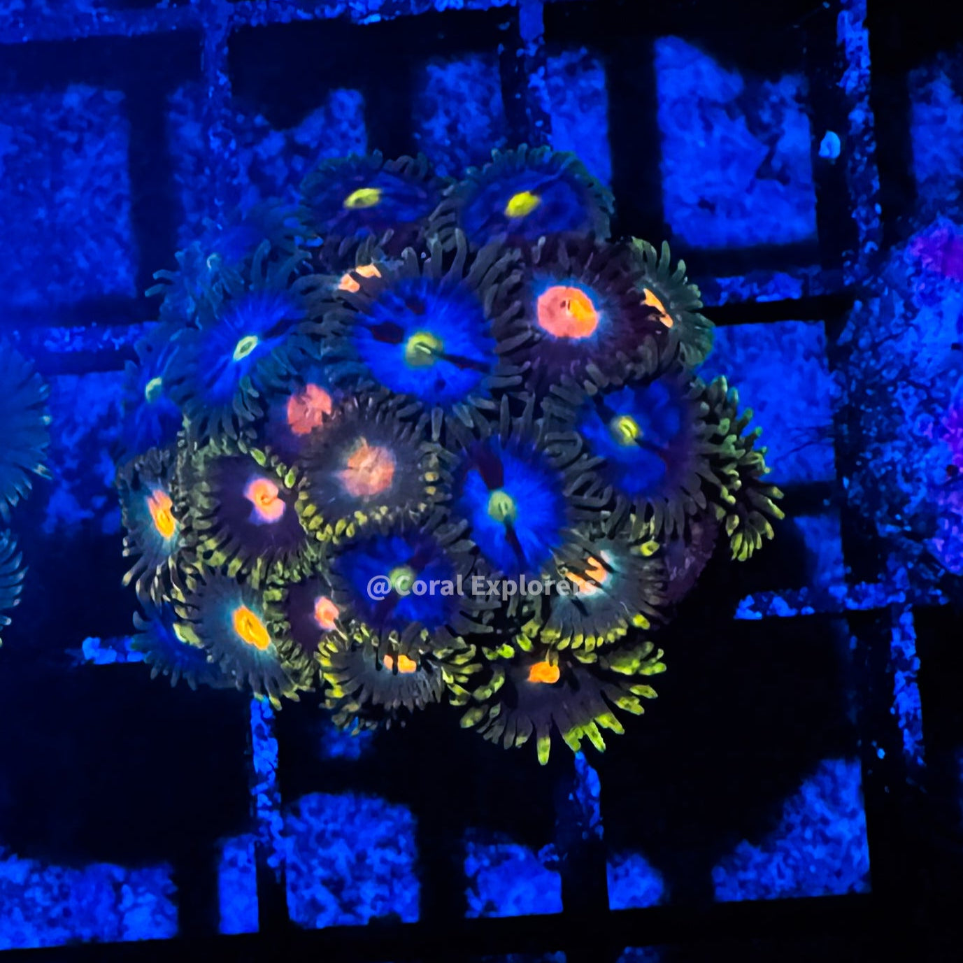 CE- WYSIWYG Mix Combo Zoa Zoanthid Frag Live Coral LPS SPS #R1GE5