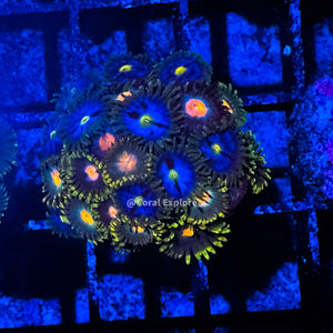 CE- WYSIWYG Mix Combo Zoa Zoanthid Frag Live Coral LPS SPS #R1GE5