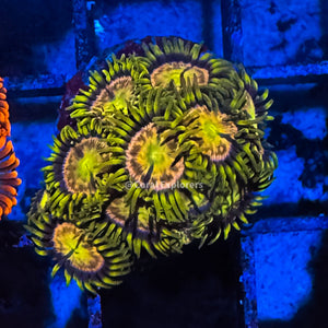 CE- WYSIWYG Pot of Gold Zoa Zoanthid Frag Live Coral LPS SPS #R1GE6