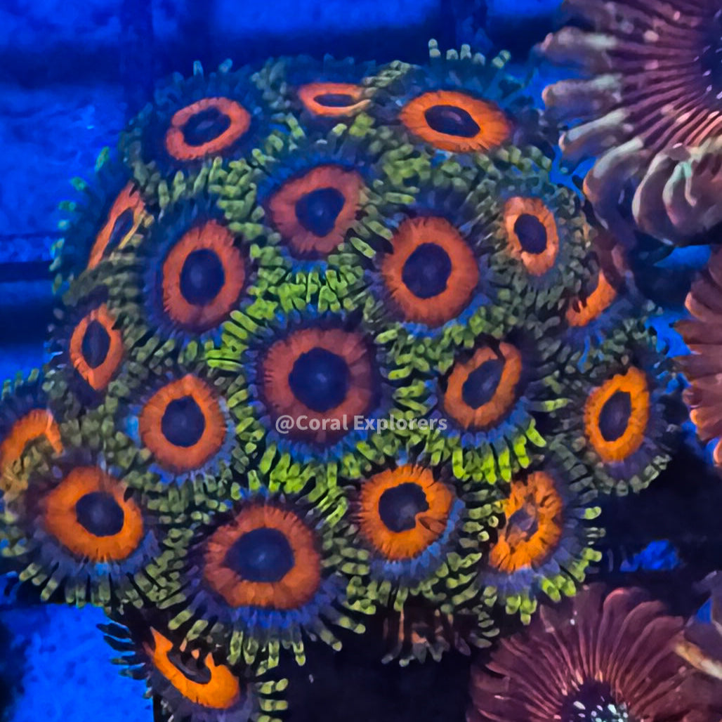 CE- WYSIWYG Eagle Eye Zoa Zoanthid Frag Live Coral LPS SPS #R1GE7