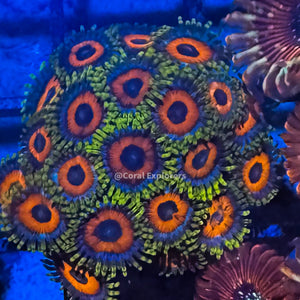 CE- WYSIWYG Eagle Eye Zoa Zoanthid Frag Live Coral LPS SPS #R1GE7