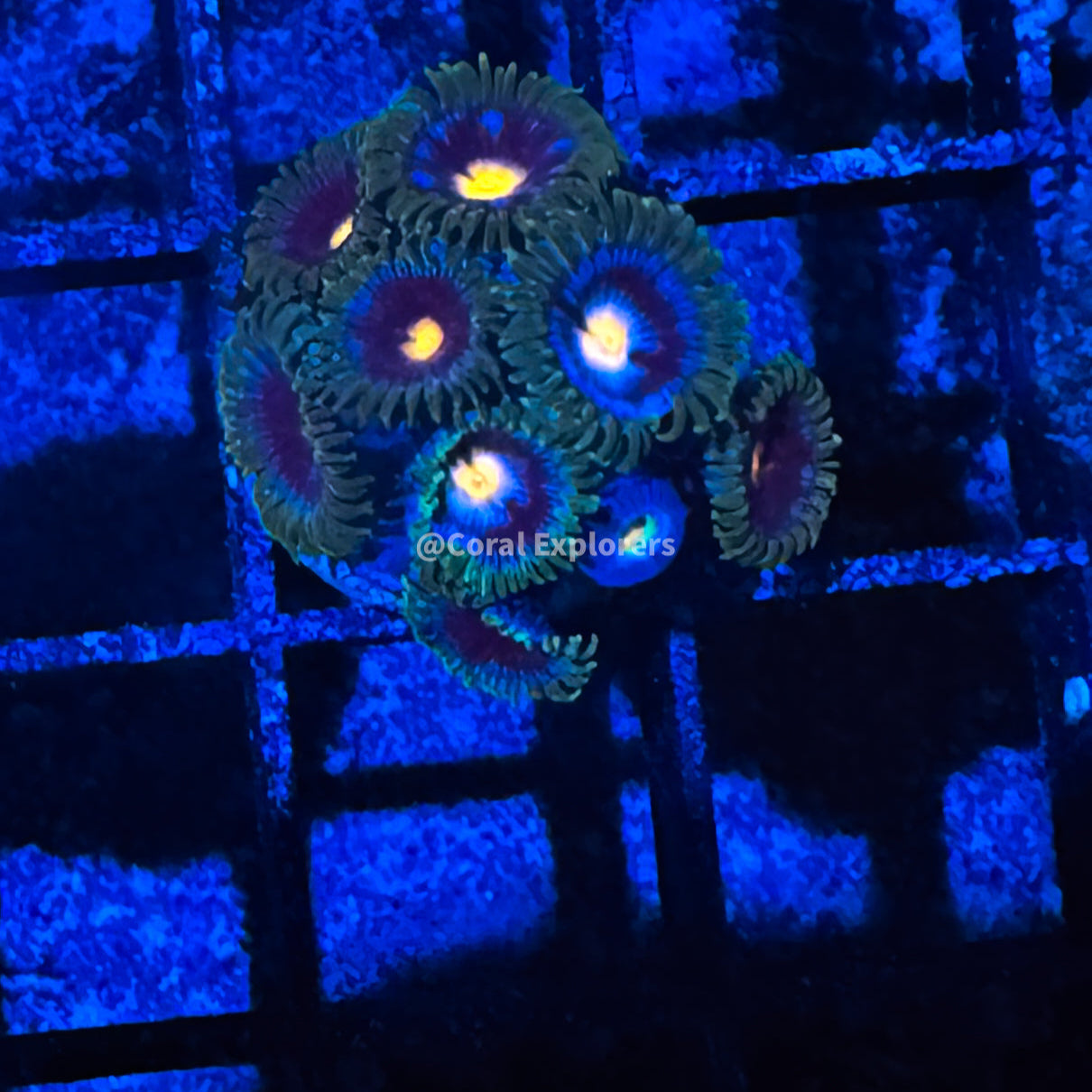 CE- WYSIWYG Midnight Zoa Zoanthid Frag Live Coral LPS SPS #R1GE7