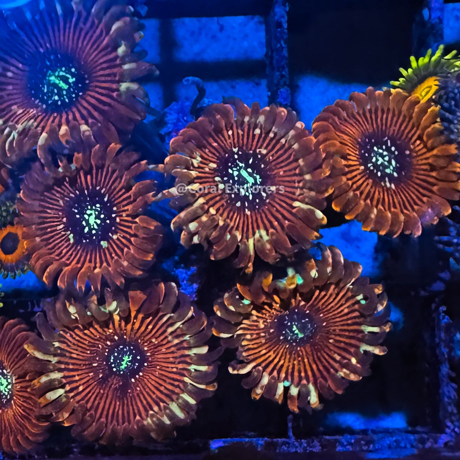 CE- WYSIWYG Magician Zoa Zoanthid Frag Live Coral LPS SPS #R1GE8