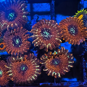 CE- WYSIWYG Magician Zoa Zoanthid Frag Live Coral LPS SPS #R1GE8