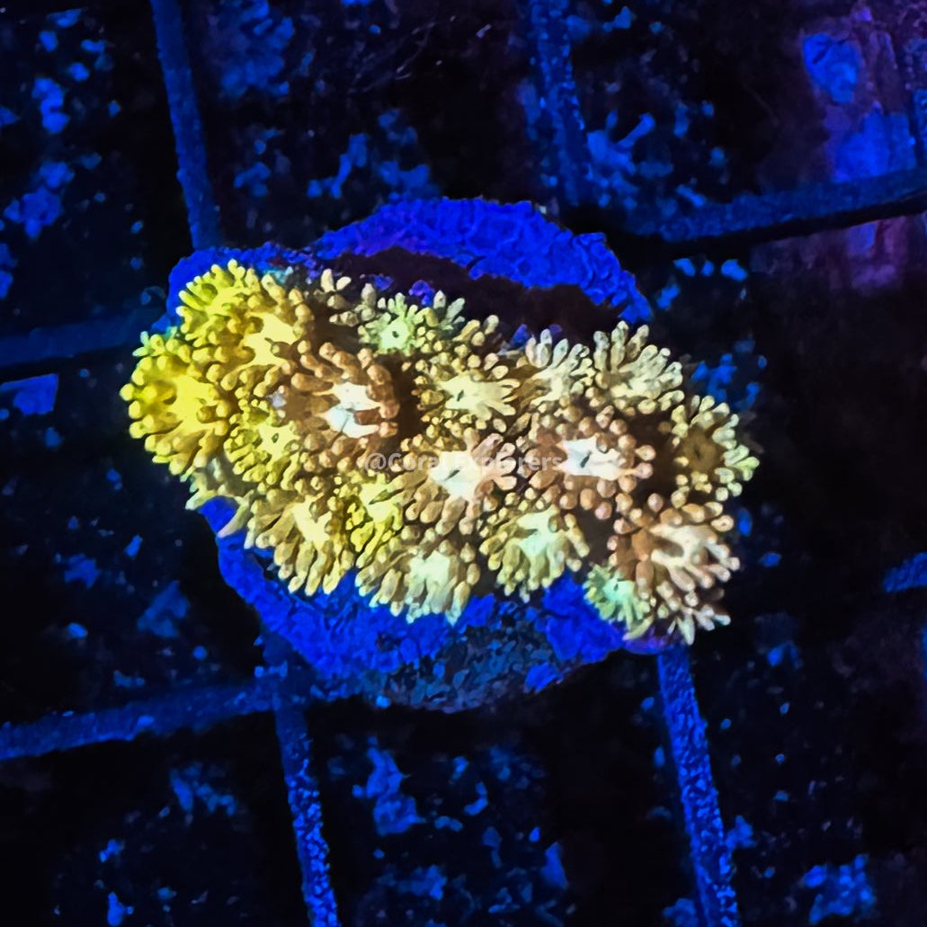 CE- WYSIWYG Sunrun Rainbow Goni Frag - Live Coral Frag LPS SPS #R1GE8