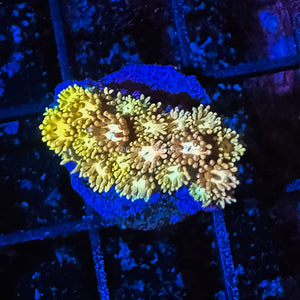 CE- WYSIWYG Rainbow Sherbert Rainbow Goni Frag - Live Coral Frag LPS SPS #R1GE8