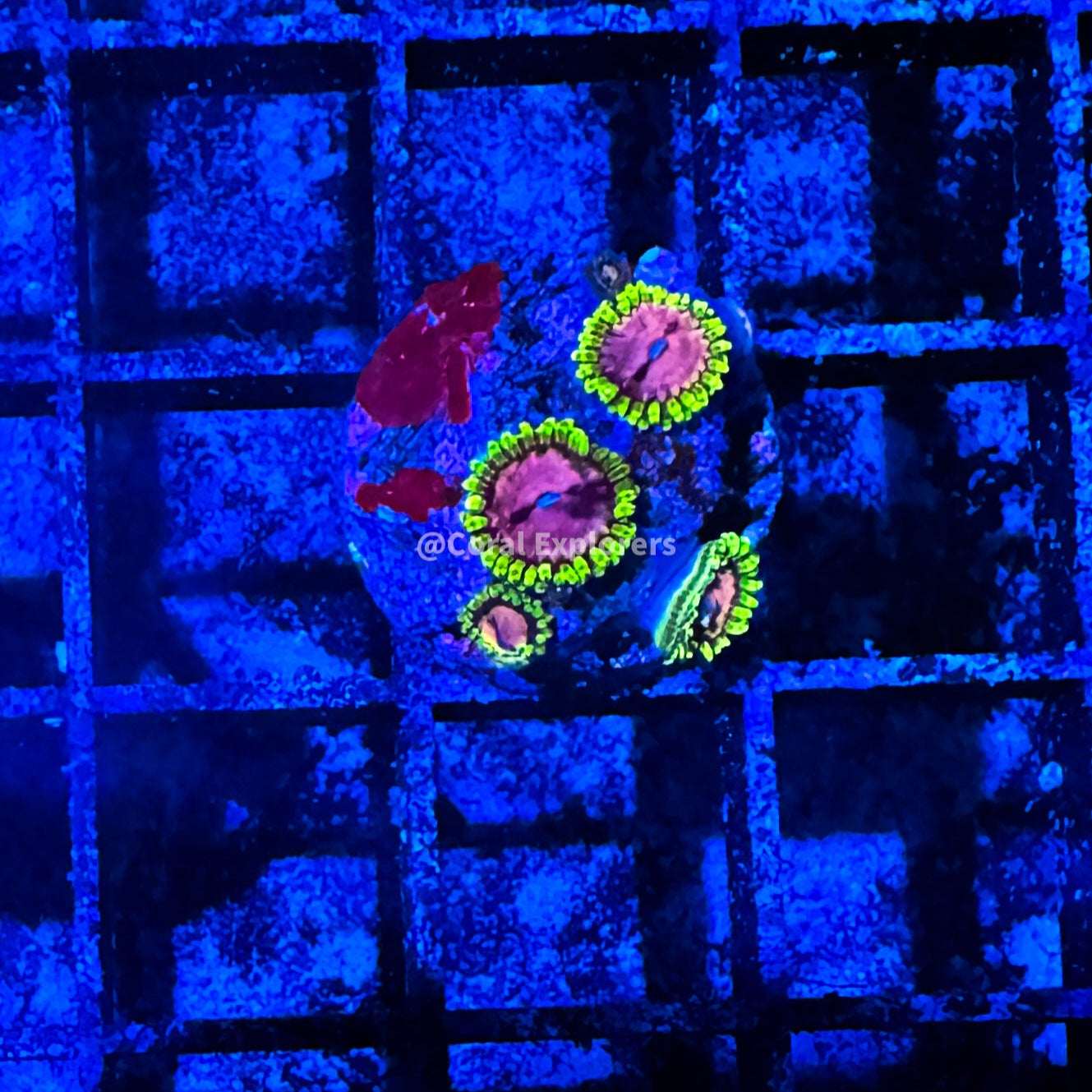 CE- WYSIWYG Purple Monster Zoa Zoanthid Frag Live Coral LPS SPS #R1GE8