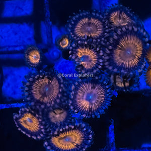 CE- WYSIWYG Crybaby Zoa Zoanthid Frag Live Coral LPS SPS #R1GE9