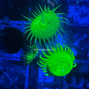 CE- WYSIWYG Lemon Lime Zoa Zoanthid Frag Live Coral LPS SPS #R1GF1
