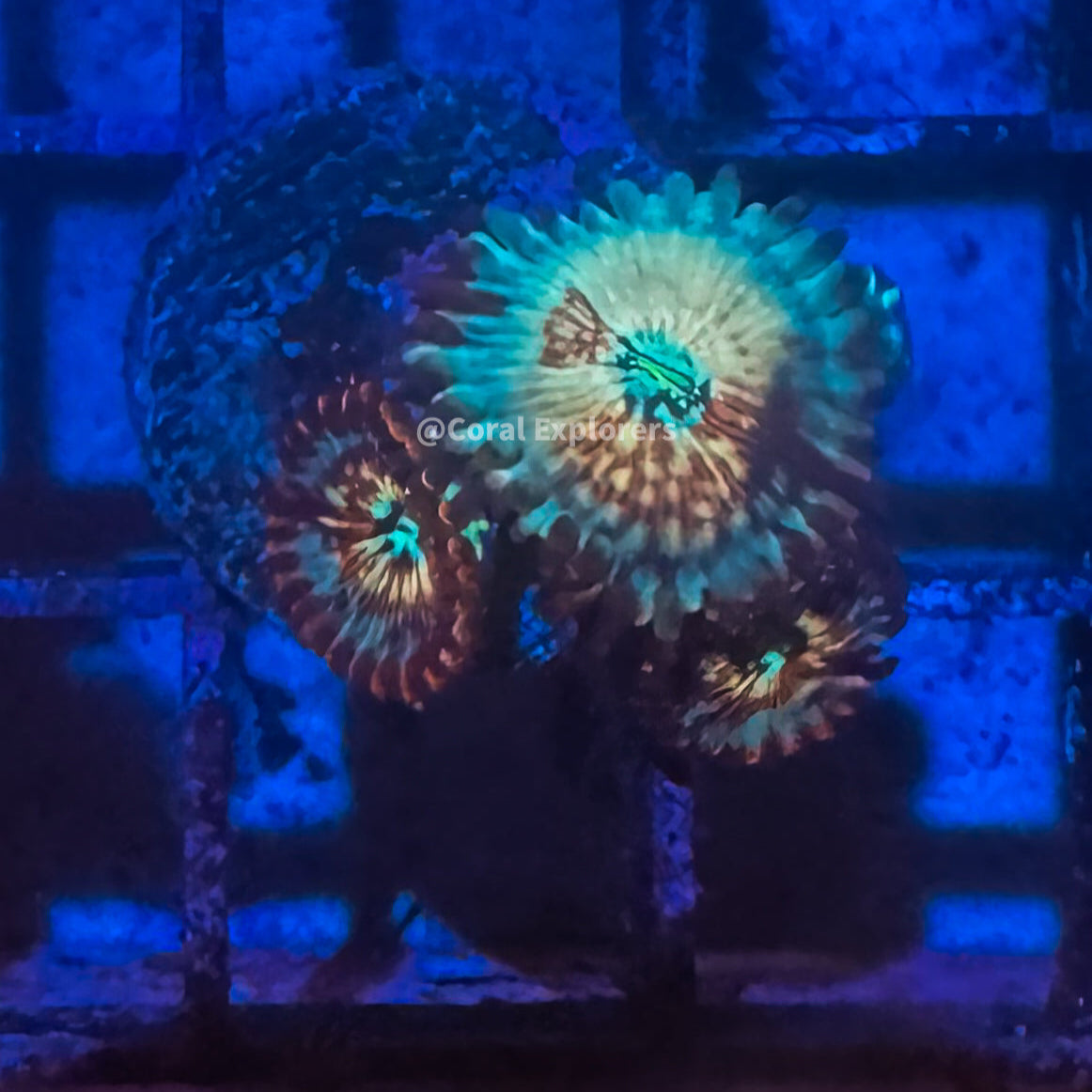CE- WYSIWYG Seduction Zoa Zoanthid Frag Live Coral LPS SPS #R1GF11