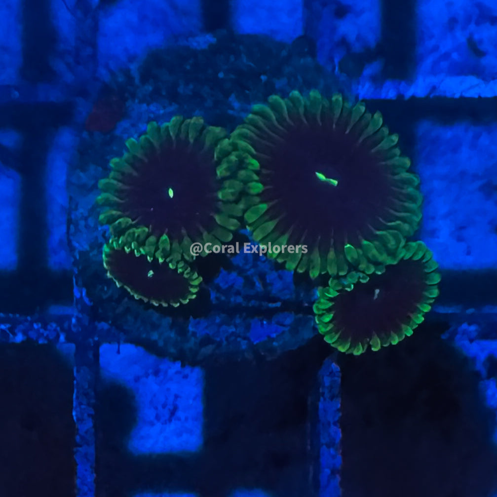 CE- WYSIWYG Grim Reaper Zoa Zoanthid Frag Live Coral LPS SPS #R1GF12