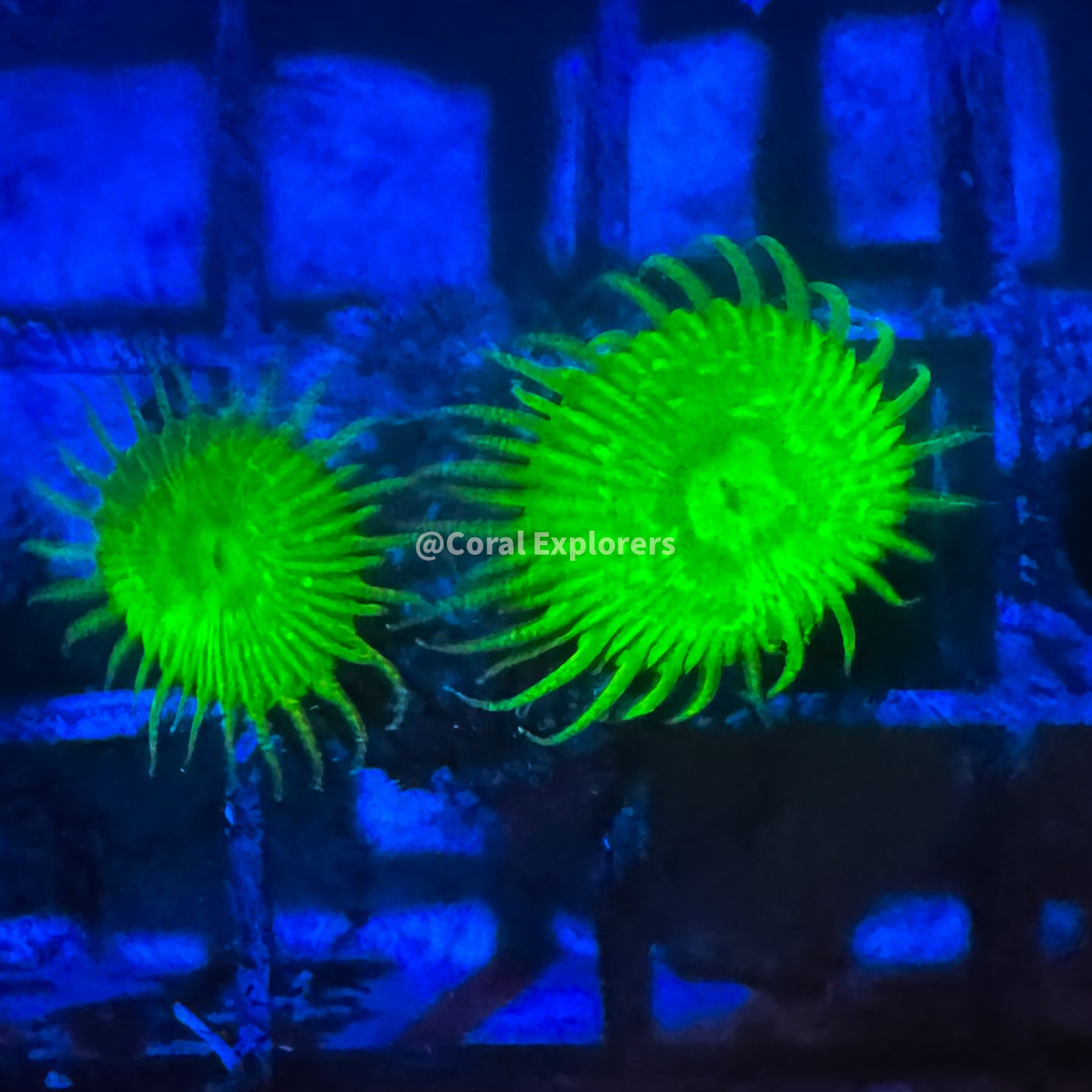 CE- WYSIWYG Lemon Lime Zoa Zoanthid Frag Live Coral LPS SPS #R1GF13