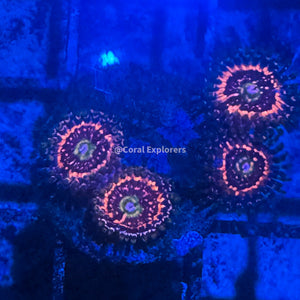 CE- WYSIWYG Pink Constellation Zoa Zoanthid Frag Live Coral LPS SPS #R1GF14