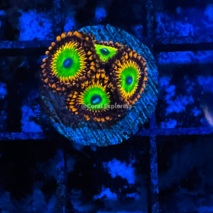 CE- WYSIWYG Bowser Zoa Zoanthid Frag Live Coral LPS SPS #R1GF15