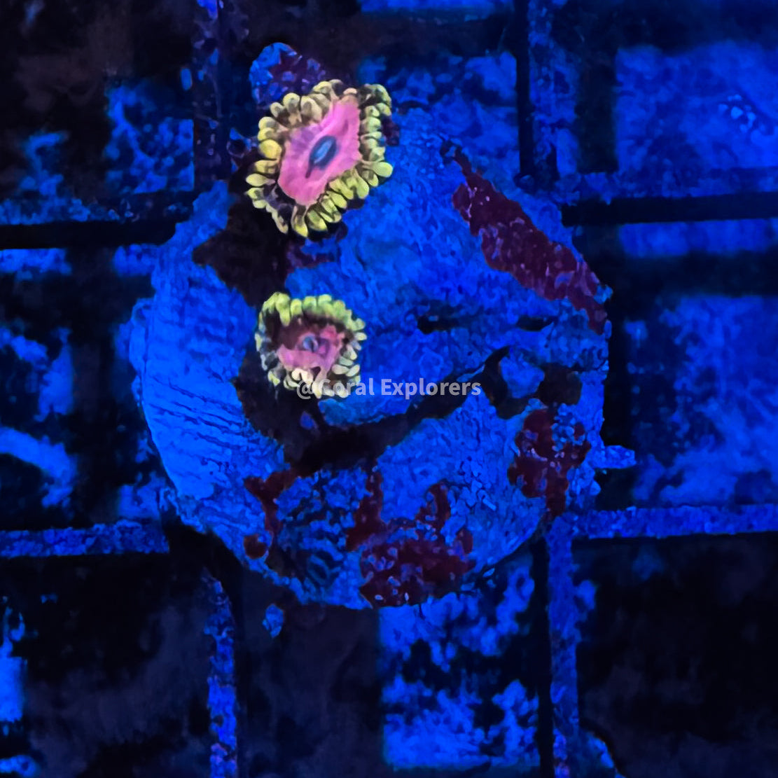 CE- WYSIWYG Pink Diamond Zoa Zoanthid Frag Live Coral LPS SPS #R1GF16