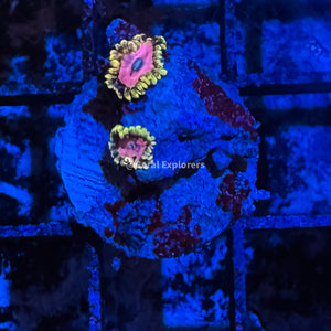 CE- WYSIWYG Pink Diamond Zoa Zoanthid Frag Live Coral LPS SPS #R1GF16