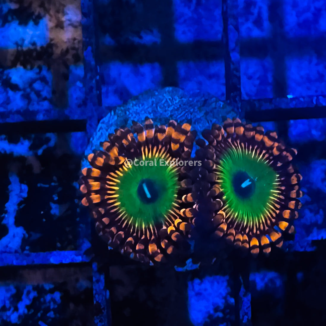 CE- WYSIWYG Candy Apple Zoa Zoanthid Frag Live Coral LPS SPS #R1GF17