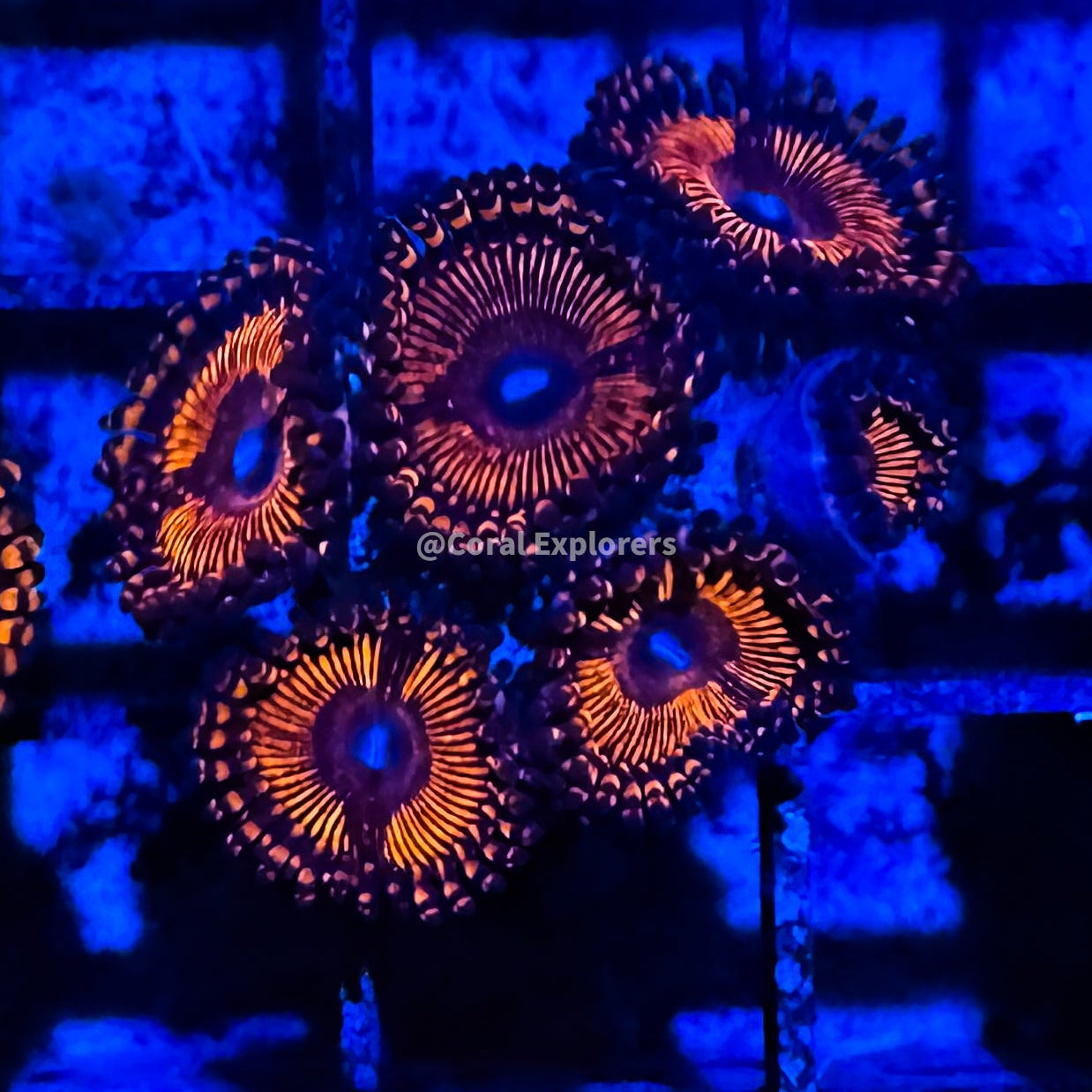 CE- WYSIWYG Darth Maul Zoa Zoanthid Frag Live Coral LPS SPS #R1GF18