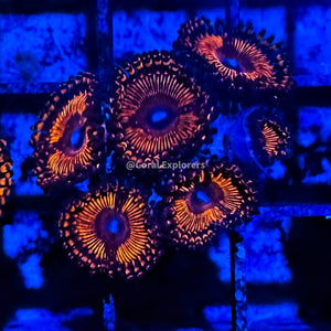 CE- WYSIWYG Darth Maul Zoa Zoanthid Frag Live Coral LPS SPS #R1GF18