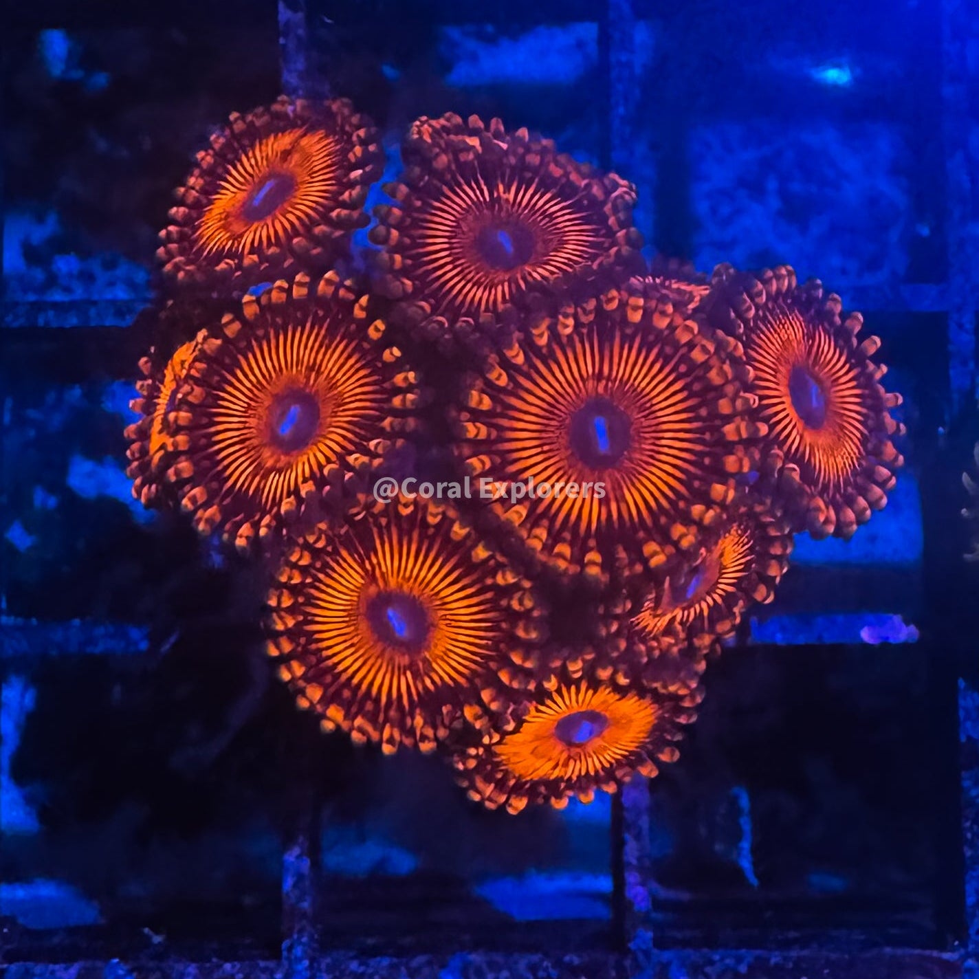 CE- WYSIWYG Darth Maul Zoa Zoanthid Frag Live Coral LPS SPS #R1GF2
