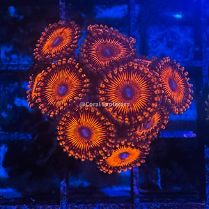 CE- WYSIWYG Darth Maul Zoa Zoanthid Frag Live Coral LPS SPS #R1GF2