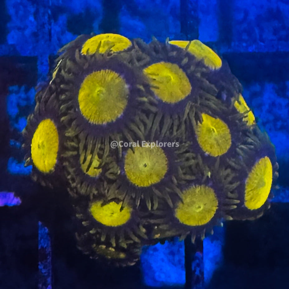 CE- WYSIWYG Kind Midas Zoa Zoanthid Frag Live Coral LPS SPS #R1GF3