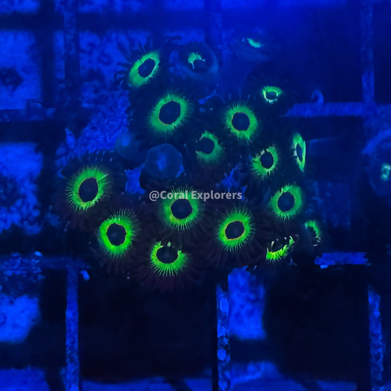 CE- WYSIWYG Bob Marley Zoa Zoanthid Frag Live Coral LPS SPS #R1GF5
