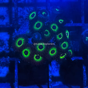 CE- WYSIWYG Bob Marley Zoa Zoanthid Frag Live Coral LPS SPS #R1GF5