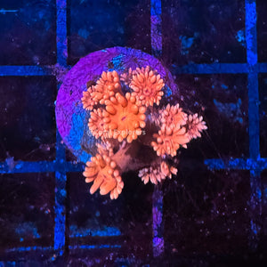 CE- WYSIWYG Ruby Red Rainbow Goni Frag - Live Coral Frag LPS SPS #R1GF5