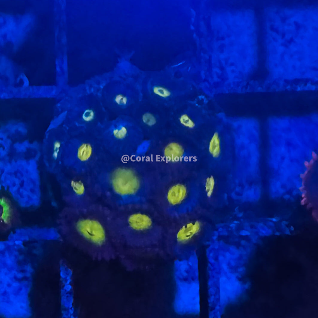 CE- WYSIWYG AOI Zoa Zoanthid Frag Live Coral LPS SPS #R1GF6