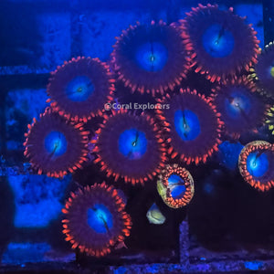 CE- WYSIWYG Superman Zoa Zoanthid Frag Live Coral LPS SPS #R1GF7