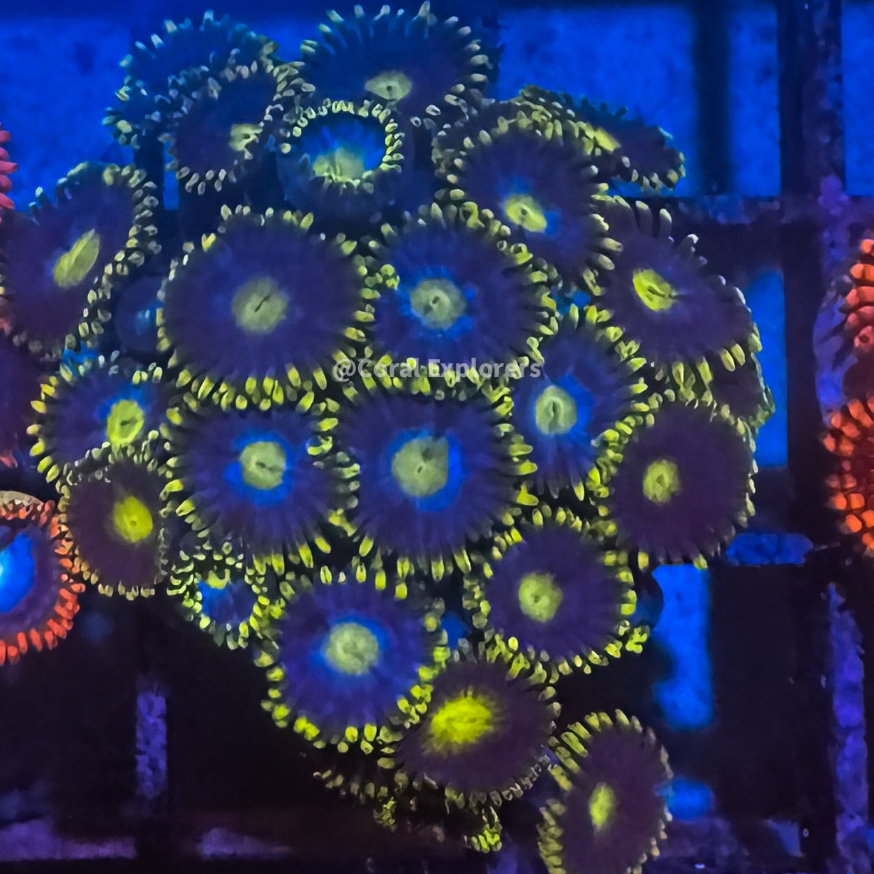 CE- WYSIWYG Blueberry Field Zoa Zoanthid Frag Live Coral LPS SPS #R1GF8