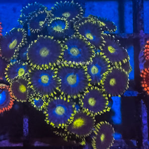 CE- WYSIWYG Blueberry Field Zoa Zoanthid Frag Live Coral LPS SPS #R1GF8