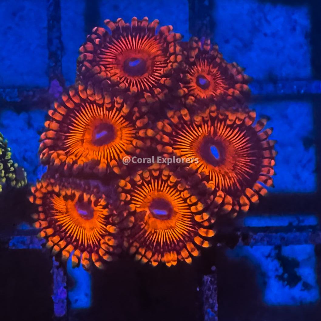 CE- WYSIWYG VDM Zoa Zoanthid Frag Live Coral LPS SPS #R1GF9