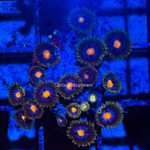 CE- WYSIWYG Blowpop Zoa Zoanthid Frag Live Coral LPS SPS #R1GG10