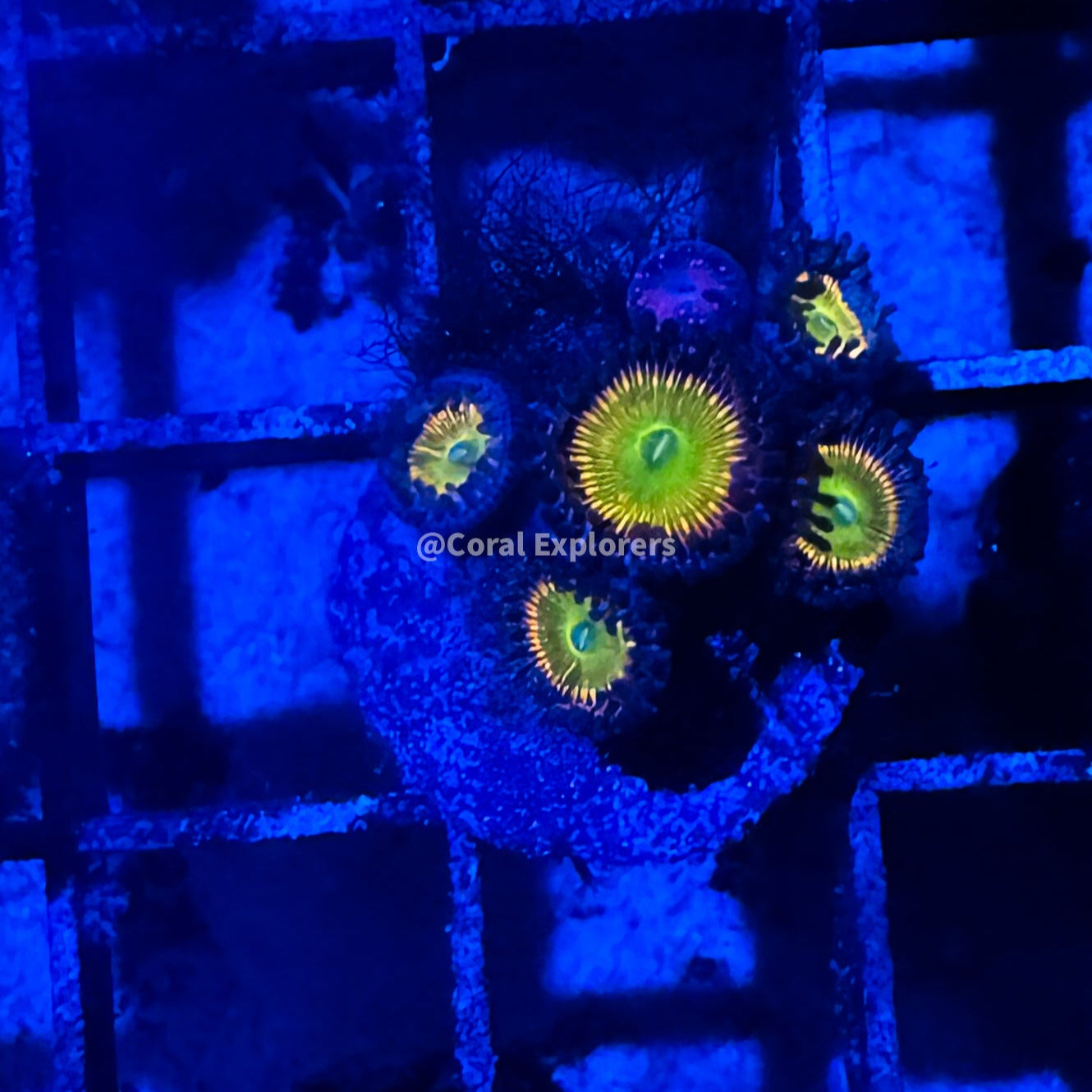 CE- WYSIWYG Sunny D Zoa Zoanthid Frag Live Coral LPS SPS #R1GG10