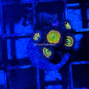 CE- WYSIWYG Sunny D Zoa Zoanthid Frag Live Coral LPS SPS #R1GG10