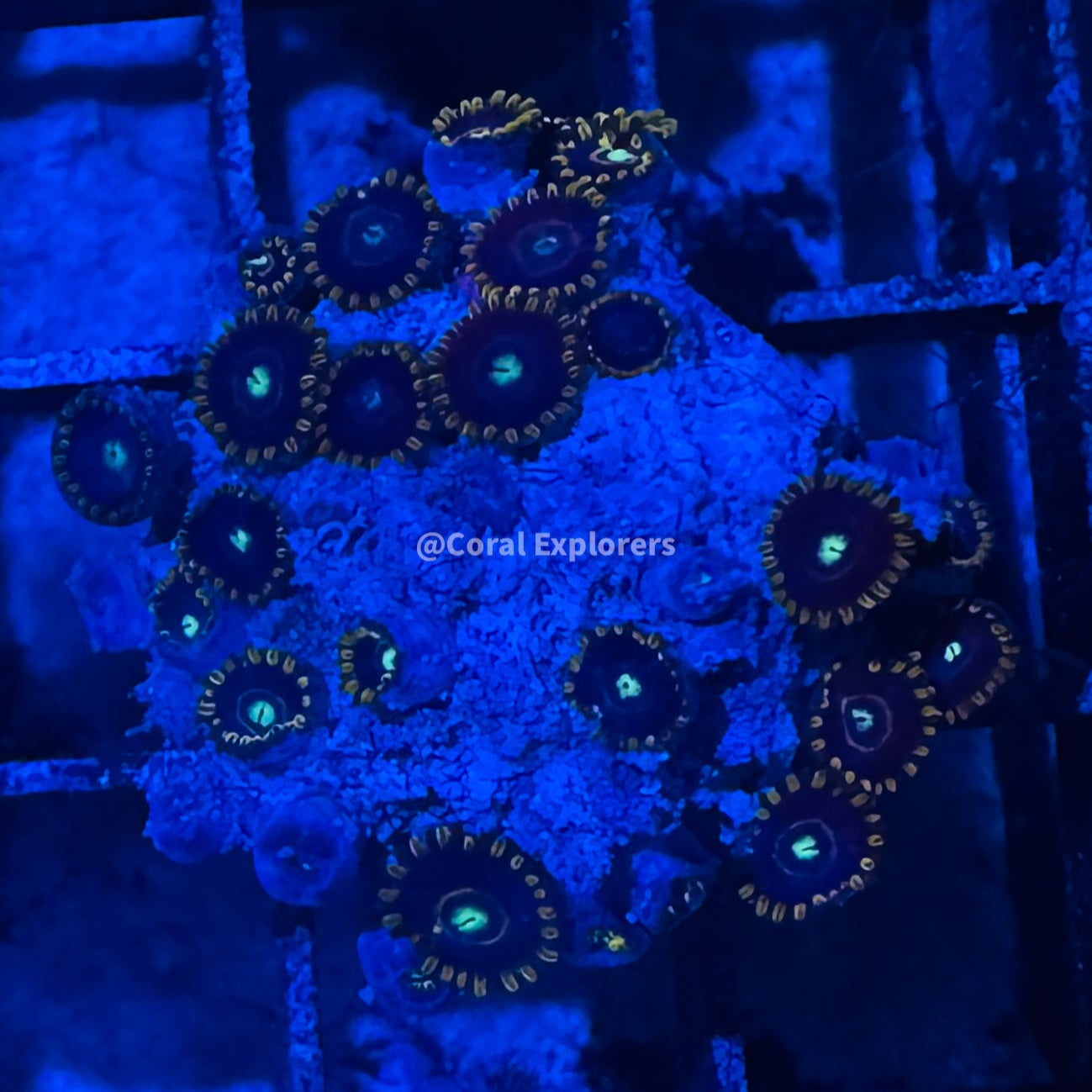 CE- WYSIWYG Blue Hornet Zoa Zoanthid Frag Live Coral LPS SPS #R1GG11