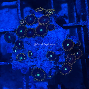 CE- WYSIWYG Blue Hornet Zoa Zoanthid Frag Live Coral LPS SPS #R1GG11