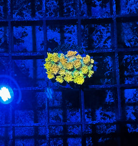 CE- WYSIWYG Daisy Blues Rainbow Goni Frag - Live Coral Frag LPS SPS #R1GG11